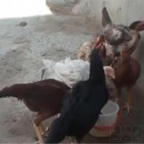 خانه و  آشپزخانه - حیوانات - پرندگان