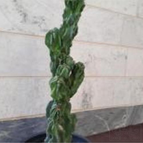 خانه و  آشپزخانه - باغبانی - گل و گیاه طبیعی