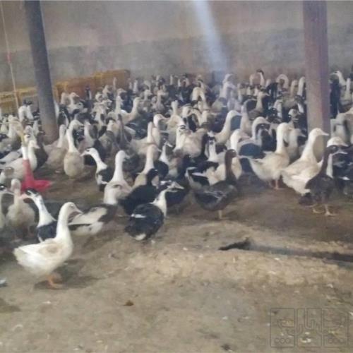 خانه و  آشپزخانه - حیوانات - پرندگان