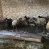 خانه و  آشپزخانه - حیوانات - پستانداران