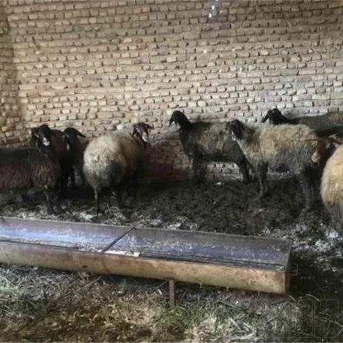 خانه و  آشپزخانه - حیوانات - پستانداران