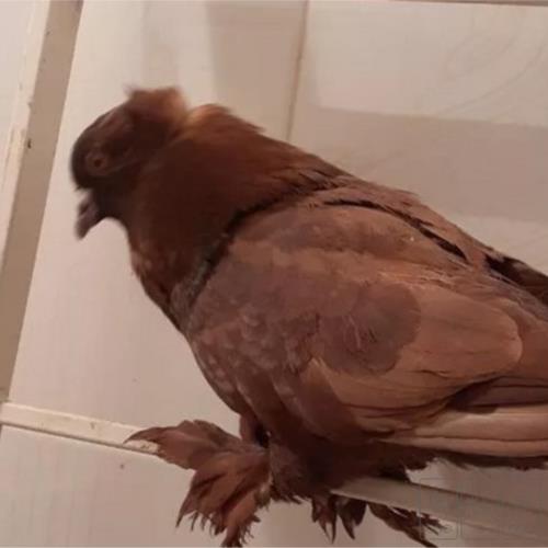 خانه و  آشپزخانه - حیوانات - پرندگان