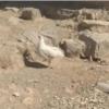خانه و  آشپزخانه - حیوانات - پرندگان
