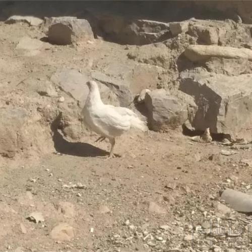 خانه و  آشپزخانه - حیوانات - پرندگان