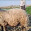 خانه و  آشپزخانه - حیوانات - پستانداران