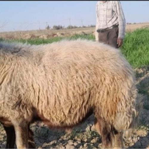 خانه و  آشپزخانه - حیوانات - پستانداران