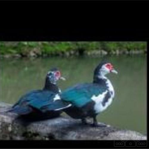 خانه و  آشپزخانه - حیوانات - پرندگان