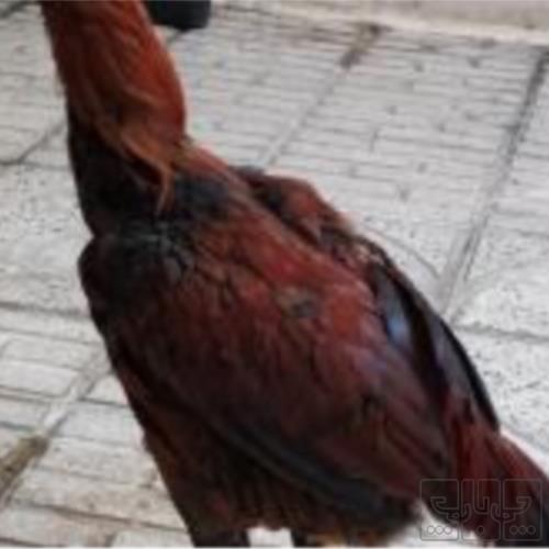 خانه و  آشپزخانه - حیوانات - پرندگان