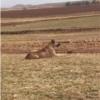 خانه و  آشپزخانه - حیوانات - پستانداران