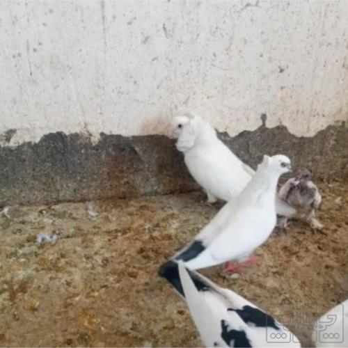 خانه و  آشپزخانه - حیوانات - پرندگان