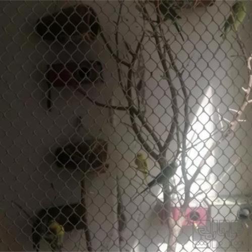 خانه و  آشپزخانه - حیوانات - پرندگان