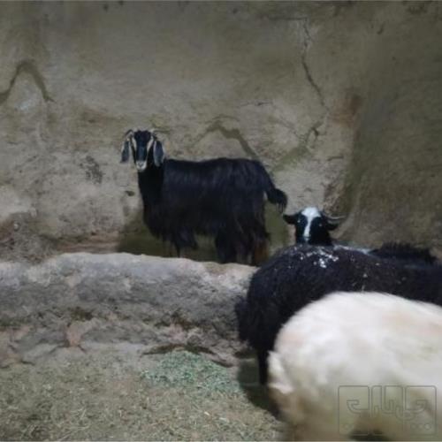 خانه و  آشپزخانه - حیوانات - پستانداران