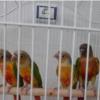 خانه و  آشپزخانه - حیوانات - پرندگان
