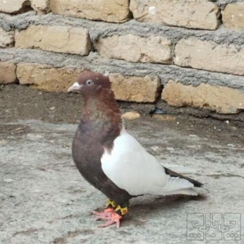 خانه و  آشپزخانه - حیوانات - پرندگان