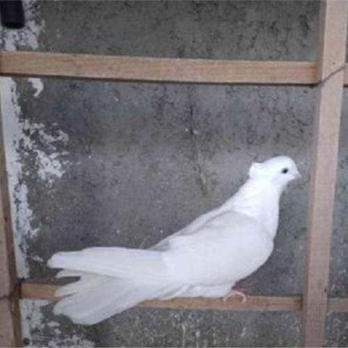 خانه و  آشپزخانه - حیوانات - پرندگان