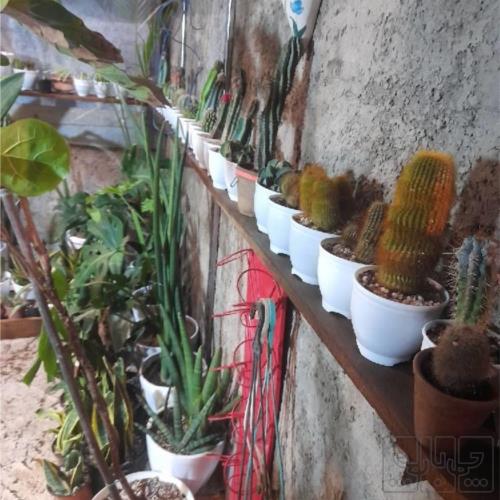 خانه و  آشپزخانه - باغبانی - گل و گیاه طبیعی
