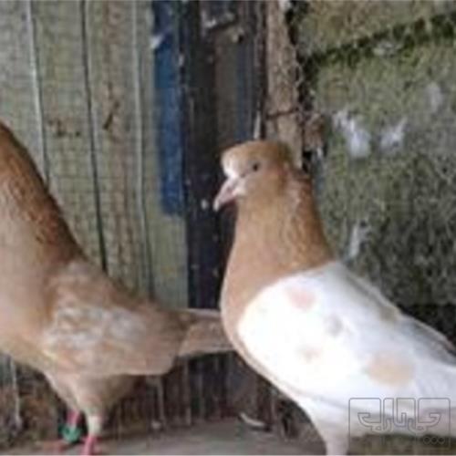 خانه و  آشپزخانه - حیوانات - پرندگان
