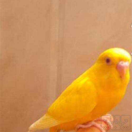 خانه و  آشپزخانه - حیوانات - پرندگان
