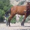 خانه و  آشپزخانه - حیوانات - پستانداران