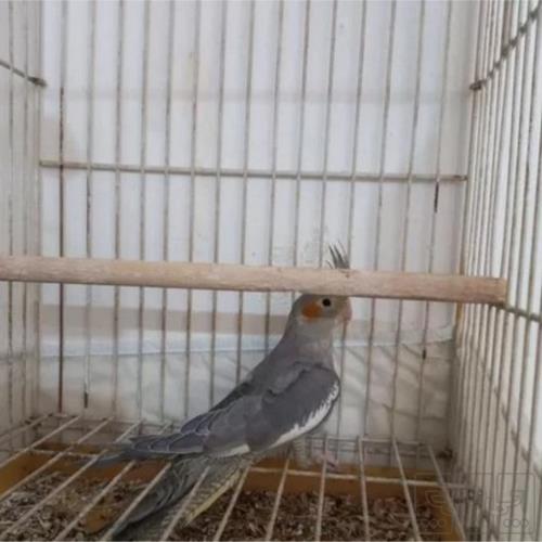 خانه و  آشپزخانه - حیوانات - پرندگان