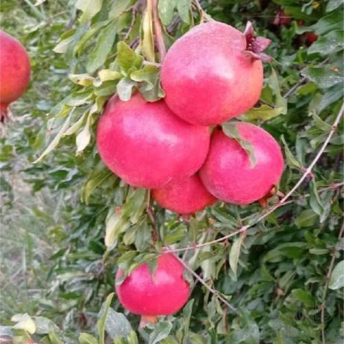 خانه ویلایی - انتقال مالکیت قطعی - ملکی