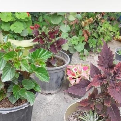 خانه و  آشپزخانه - باغبانی - گل و گیاه طبیعی