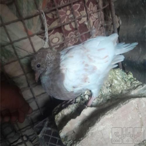 خانه و  آشپزخانه - حیوانات - پرندگان