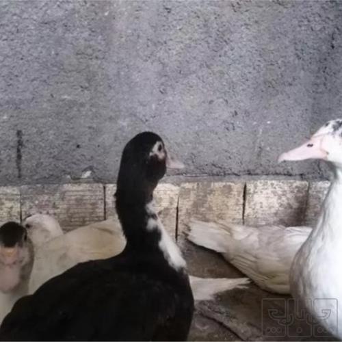 خانه و  آشپزخانه - حیوانات - پرندگان