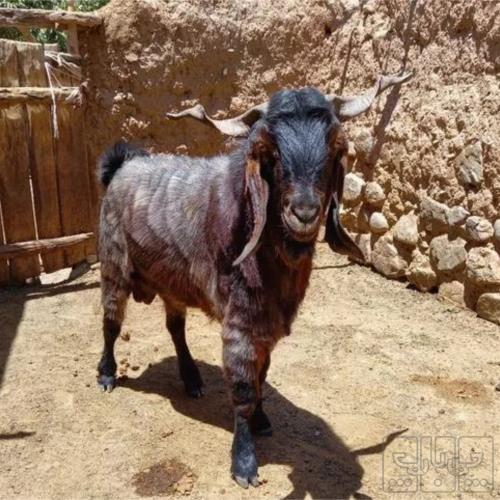 خانه و  آشپزخانه - حیوانات - پستانداران