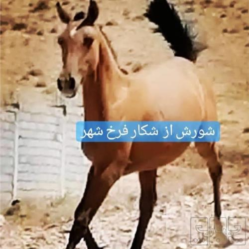 خانه و  آشپزخانه - حیوانات - پستانداران