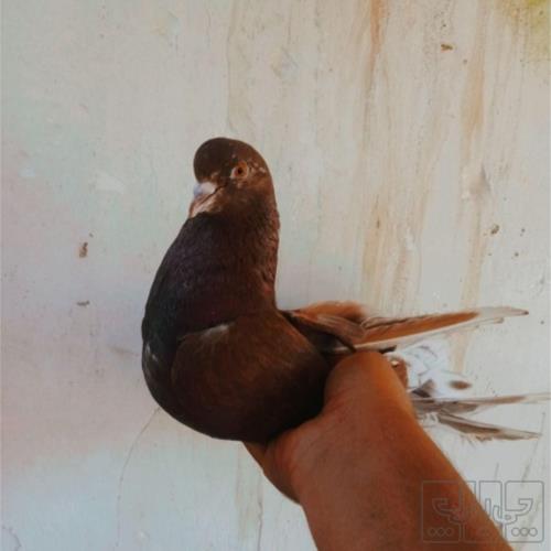 خانه و  آشپزخانه - حیوانات - پرندگان