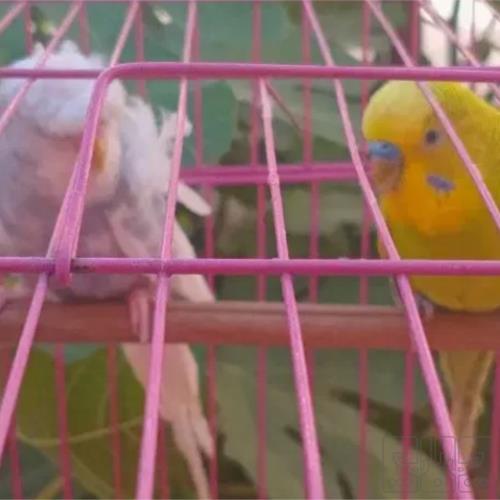 خانه و  آشپزخانه - حیوانات - پرندگان