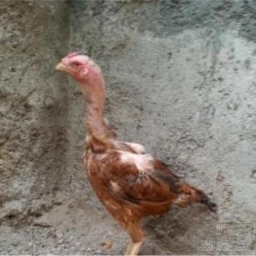 خانه و  آشپزخانه - حیوانات - پرندگان