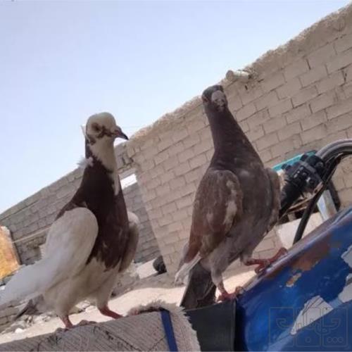 خانه و  آشپزخانه - حیوانات - پرندگان