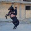 خانه و  آشپزخانه - حیوانات - پستانداران