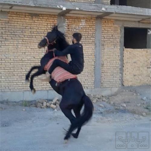 خانه و  آشپزخانه - حیوانات - پستانداران