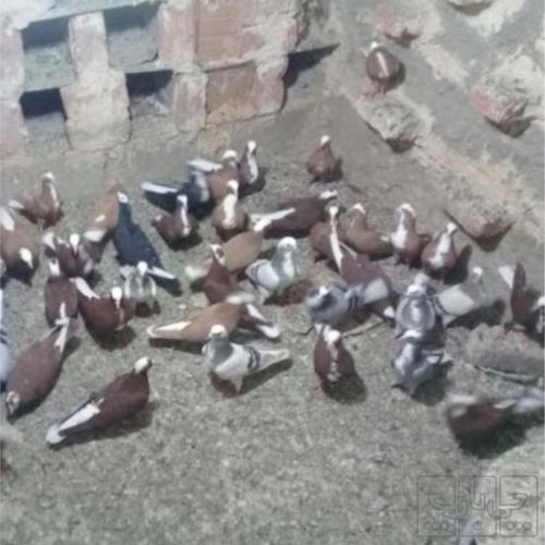 خانه و  آشپزخانه - حیوانات - پرندگان