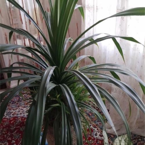 خانه و  آشپزخانه - باغبانی - گل و گیاه طبیعی