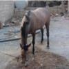 خانه و  آشپزخانه - حیوانات - پستانداران
