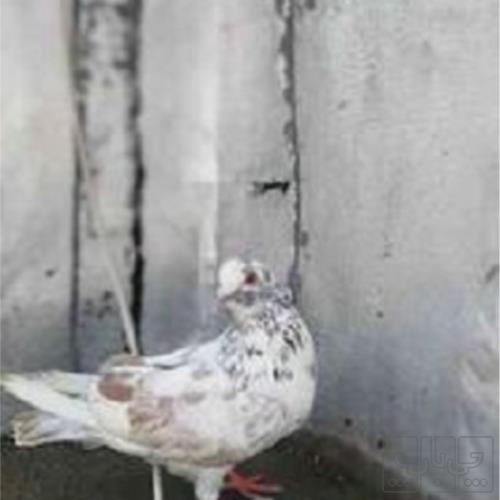 خانه و  آشپزخانه - حیوانات - پرندگان
