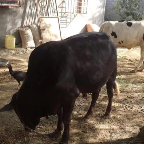 خانه و  آشپزخانه - حیوانات - پستانداران