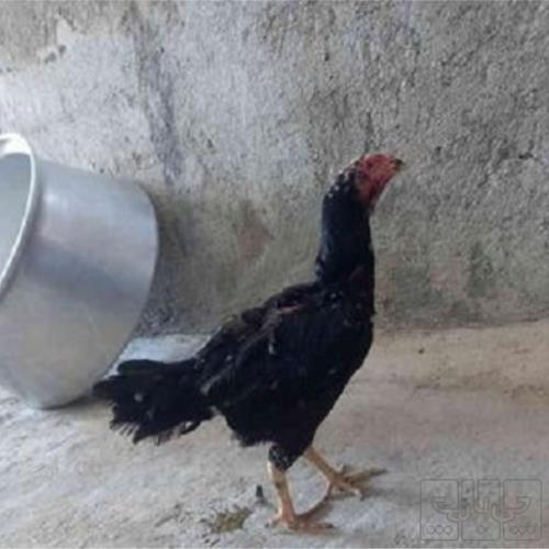 خانه و  آشپزخانه - حیوانات - پرندگان
