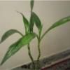 خانه و  آشپزخانه - باغبانی - گل و گیاه طبیعی