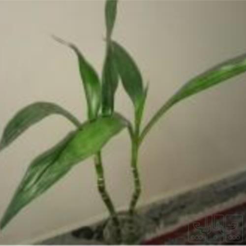 خانه و  آشپزخانه - باغبانی - گل و گیاه طبیعی