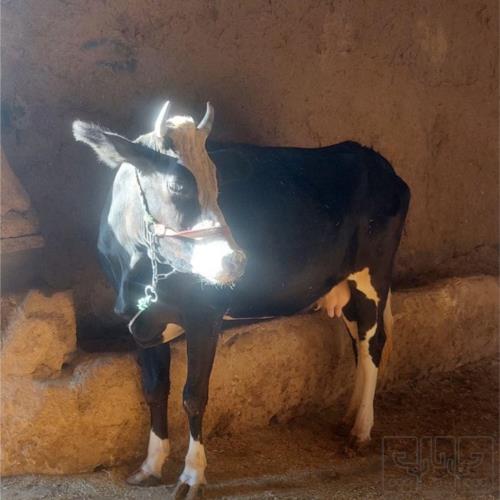 خانه و  آشپزخانه - حیوانات - پستانداران