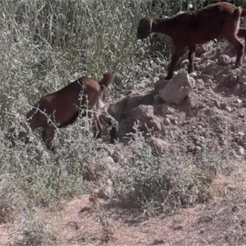 خانه و  آشپزخانه - حیوانات - پستانداران