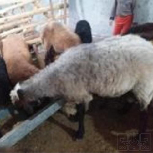 خانه و  آشپزخانه - حیوانات - پستانداران