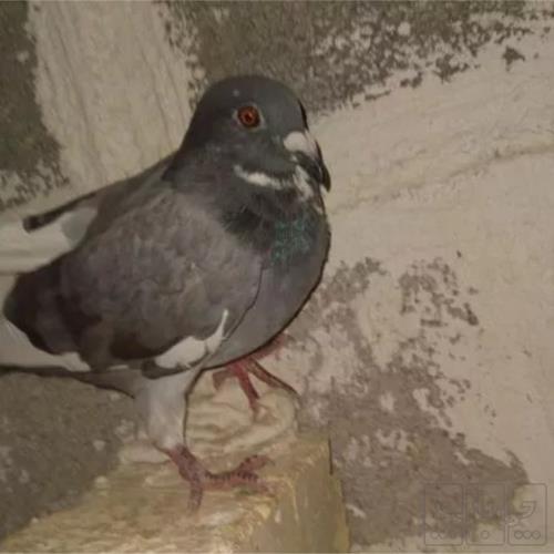 خانه و  آشپزخانه - حیوانات - پرندگان
