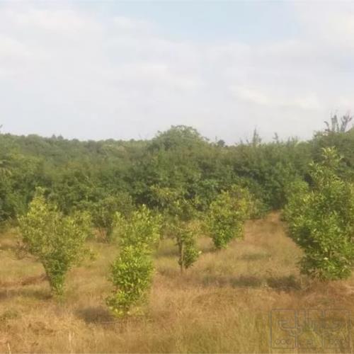 باغ و باغچه - انتقال مالکیت قطعی - ملکی