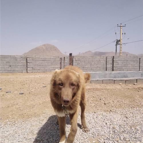 خانه و  آشپزخانه - حیوانات - پستانداران